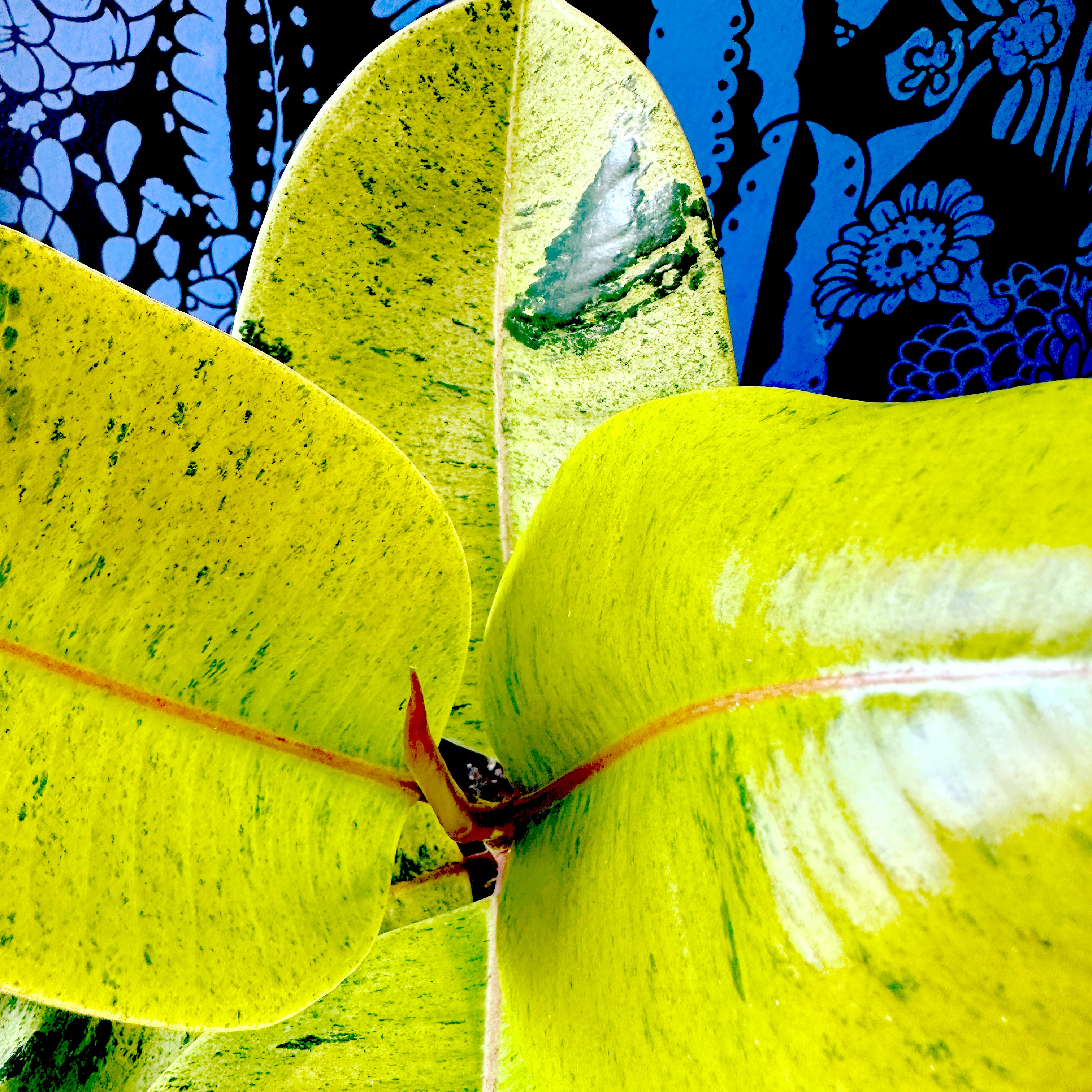 Home | Fibonacci Plants