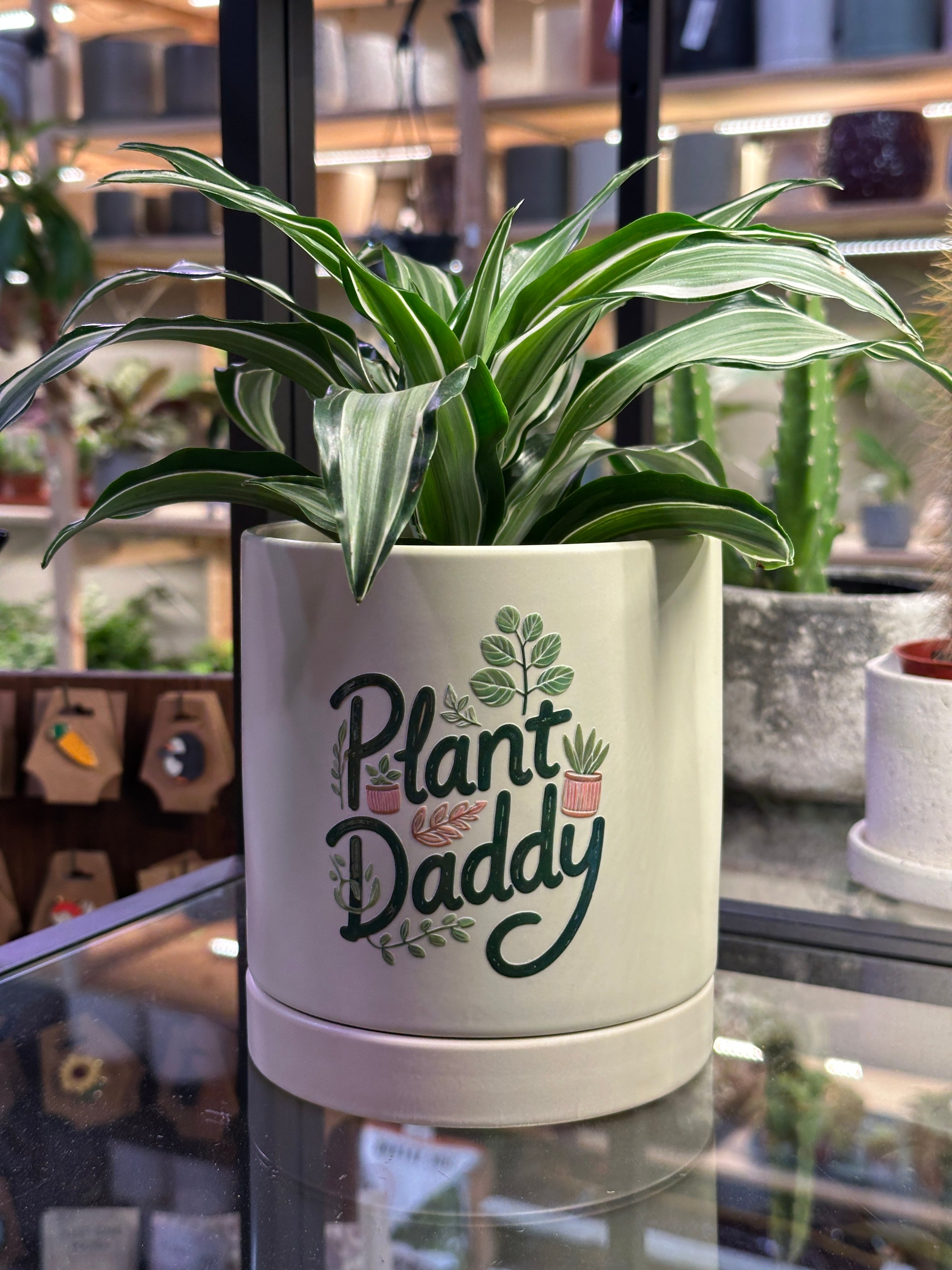 lavender bush plant Wee One Dwarf English Lavender, Lavandula angustifolia